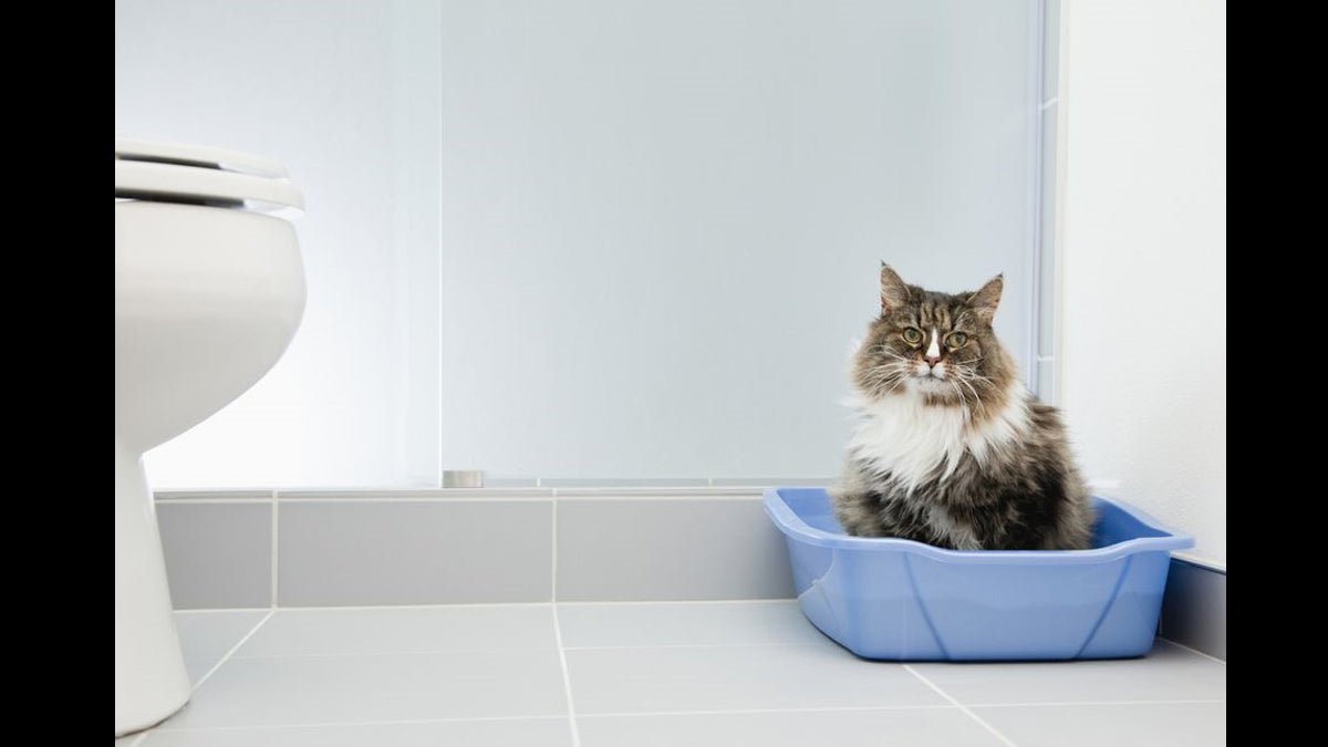 Natural cat litter and related supplies