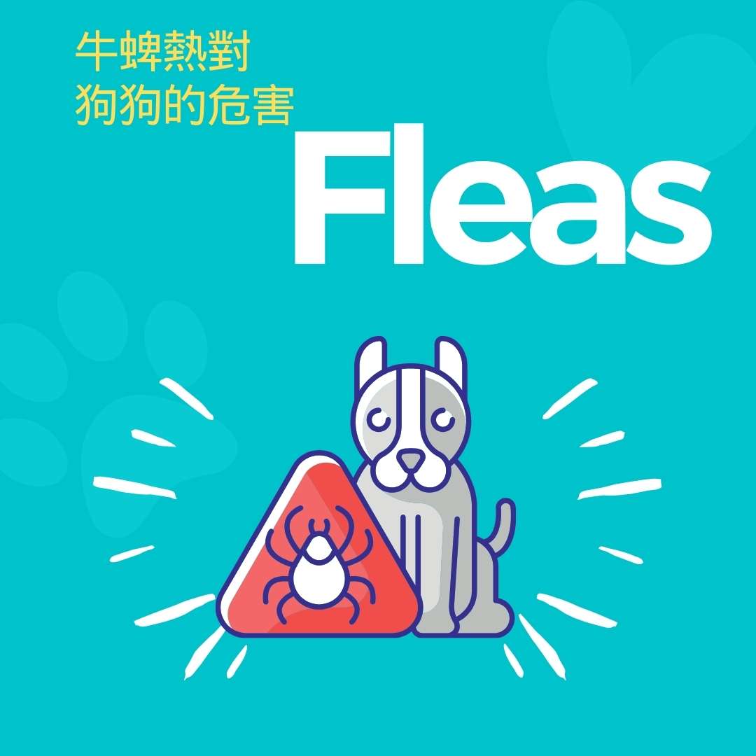 fleas.jpg