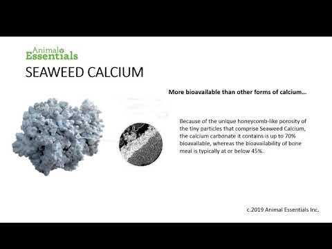 Animal Essentials - Seaweed Calcium natural calcium powder (calcium supplement) 340g